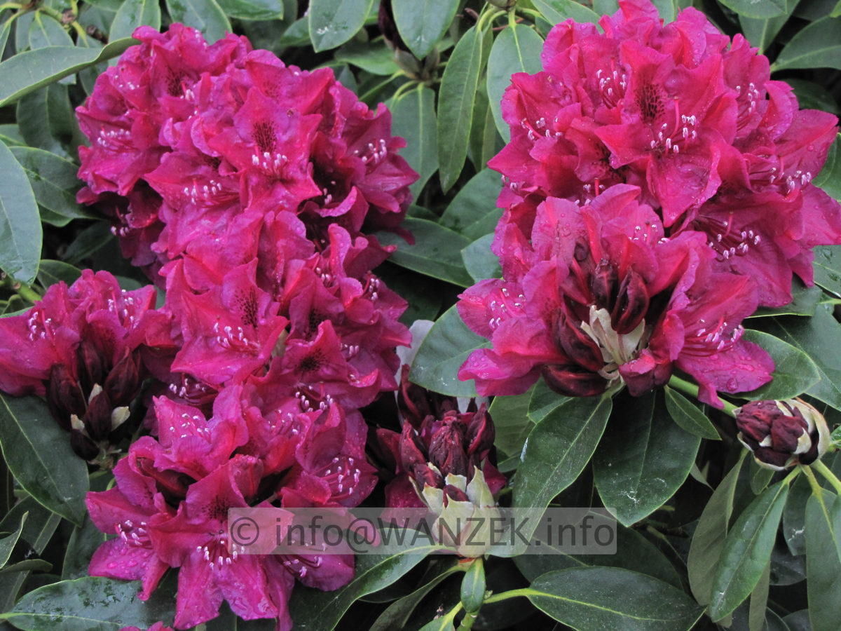 Rhododendron Old Port 01.JPG
